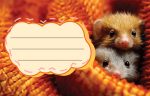 Етикети за тетрадка Street Animals Cute, опаковка 10 бр. - Image 6