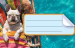 Етикети за тетрадка Street Animals Cute, опаковка 10 бр. - Image 9